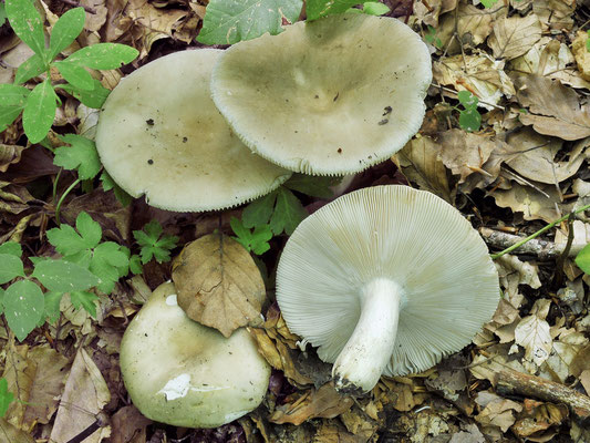 Russula faustiana Sarnari 1992 (COMMESTIBILE) Foto Emilio Pini 