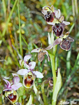Ophrys neglecta x Ophrys garganica