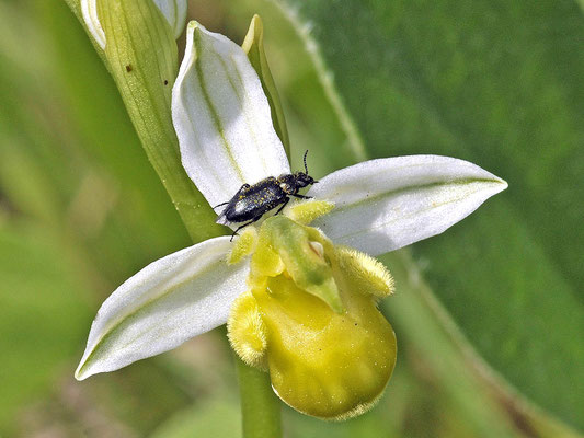 Ophrys apifera f. chloranta (Regione Sardegna)
