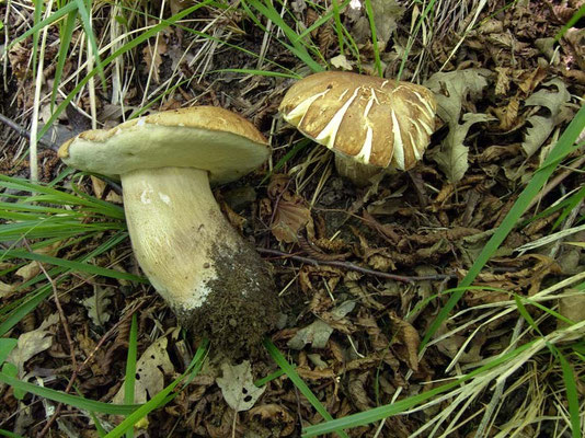 Boletus aestivalis (Paulet) Fries (COMMESTIBILE) Foto Emilio Pini