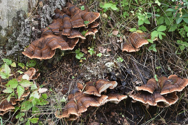 Ischnoderma benzoinum (Wahlenb.) P. Karst. (NON COMMESTIBILE) Foto Emilio Pini