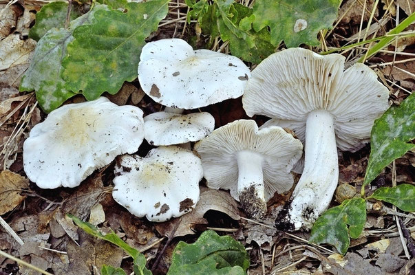 Tricholoma columbetta (Fr.) P. Kumm. 1871 (COMMESTIBILE) Foto Emilio Pini 