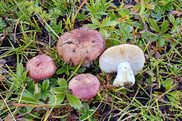 Russula pascua (F.H. Møller & Jul. Schäff.) Kühner 1975 (COMMESTIBILE) Foto Emilio Pini