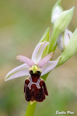 Ophrys exaltata (Regione Sicilia)
