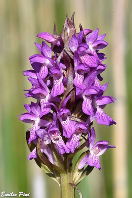 Dactilorhyza incarnata (Regione Emilia Romagna)