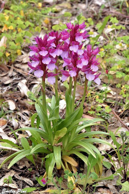 Anacamptis papilionacea var. vexillifera (Regione Sardegna)