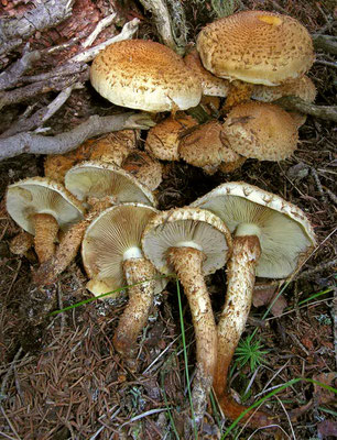 Pholiota squarrosa (Vahl) P. Kumm. 1871 (NON COMMESTIBILE) foto Emilio Pini 