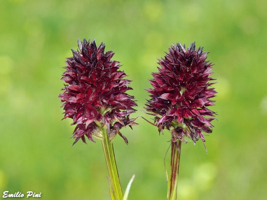 Nigritella rhellicani (Regione Lombardia)
