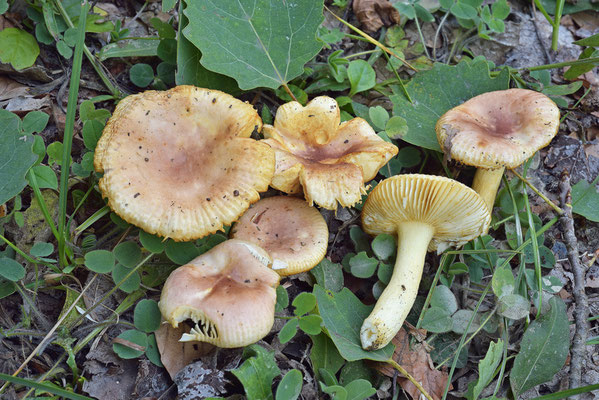 Russula terenopus Romagn. 1952 (COMMESTIBILE) Foto Emilio Pini 