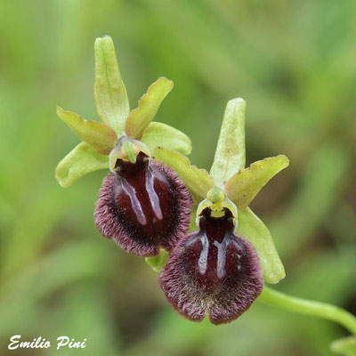 Ophrys gravinensis (Regione Puglia)