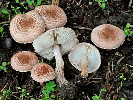 Lepiota subincarnata J.E. Lange (VELENOSO MORTALE) Foto Emilio Pini
