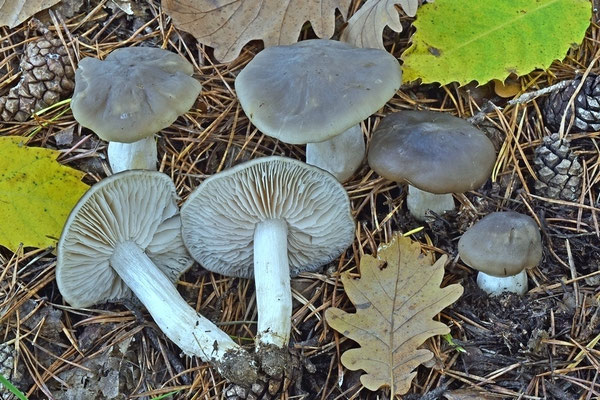 Entoloma lividoalbum (Kühner & Romagn.) Kubička (NON COMMESTIBILE) Foto Emilio Pin