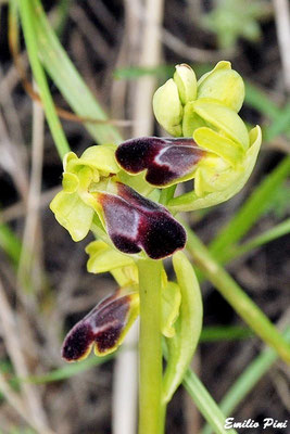 Ophrys funerea (Regione Lombardia)