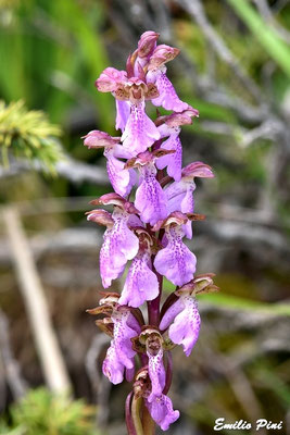 Orchis spitzelii (Regione Abruzzo)