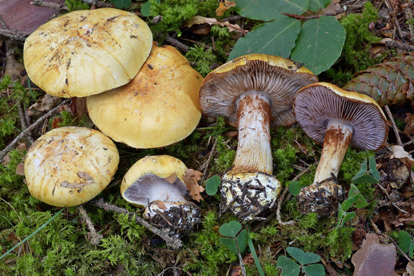 Cortinarius aureopulverulentus M.M. Moser 1952 (NON COMMESTIBILE) Foto Emilio Pini