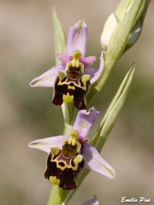 Ophrys holoserica ssp.appennina