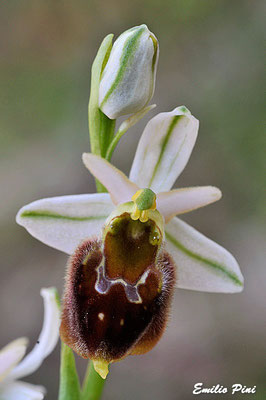 Ophrys crabronifera