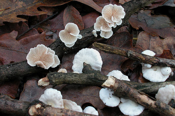 Crepidotus variabilis (Pers.) P. Kumm.  (NON COMMESTIBILE)  Foto Emilio Pini 