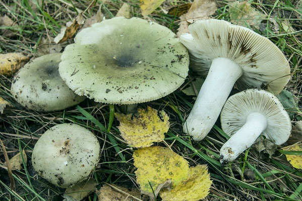 Russula aeruginea Lindblad ex Fr. 1863  (COMMESTIBILE) Foto Emilio Pini