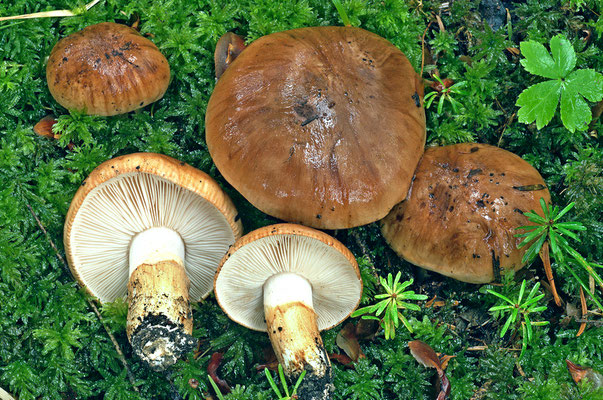 Tricholoma fracticum (Britzelm.) Kreisel (NON COMMESTIBILE) Foto Emilio Pini