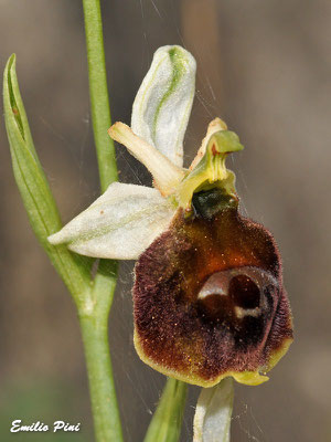 Ophrys crabronifera