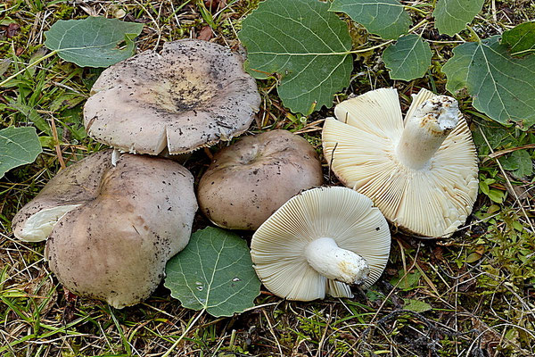 Russula medullata Romagn. 1962 (COMMESTIBILE) Foto Emilio Pini 