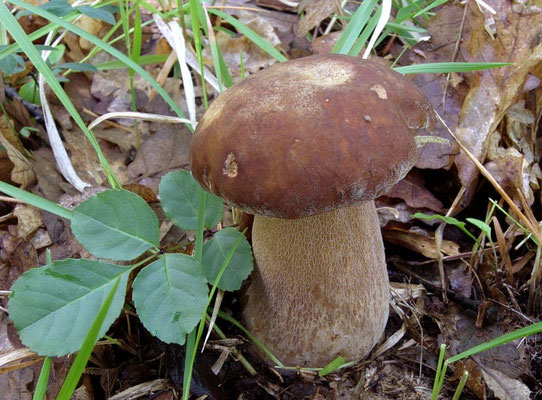 Boletus aestivalis (Paulet) Fries (COMMESTIBILE) Foto Emilio Pini