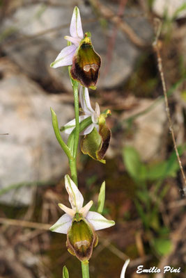 Ophrys crabronifera