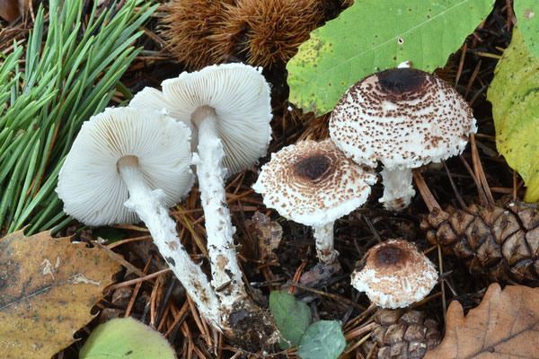 Lepiota clypeolarioides var. armillata Bon, Migl. & Cherubini 1989  (Tossico) Foto Emilio Pini 