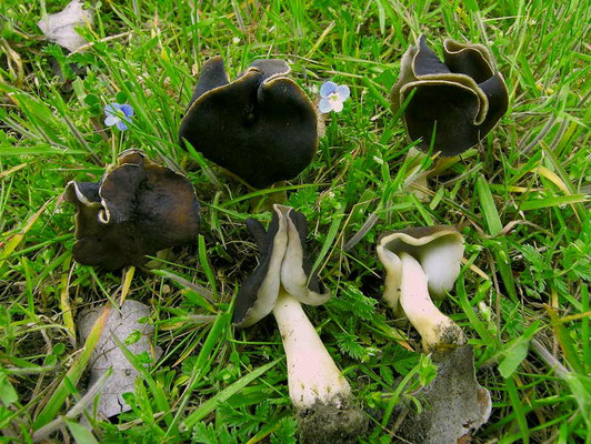 Helvella leucopus Pers. (COMMESTIILE) Foto Emilio Pini 