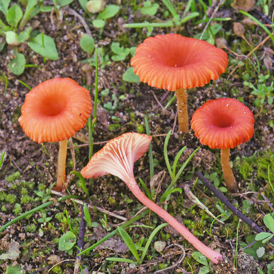 Contumyces vesuvianus (V. Brig.) Redhead, Moncalvo, Vilgalys & Lutzoni 2002 (NON COMMESTIBILE) Foto Emilio Pini