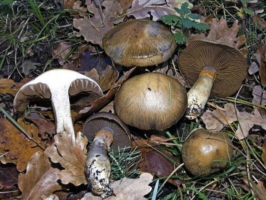 Cortinarius infractus (Pers.) Fr. (NON COMMESTIBILE) Foto Emilio Pini