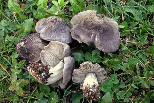 Tricholoma orirubens Quél. 1872 (COMMESTIBILE) Foto Emilio Pini 