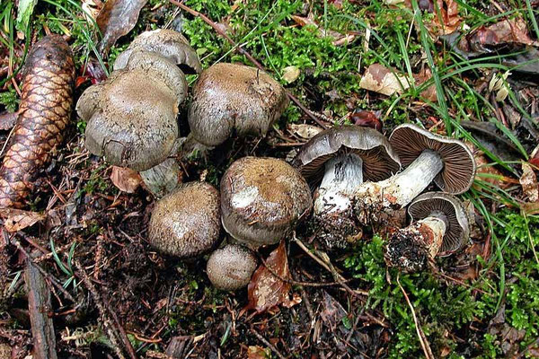 Cortinarius infractus (Pers.) Fr. (NON COMMESTIBILE) Foto Emilio Pini