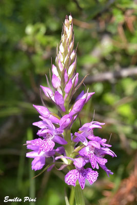 Dactilorhyza saccifera (Regione Abruzzo)
