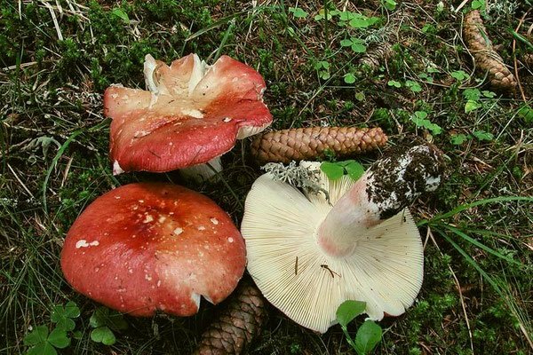 Russula paludosa Britzelm. 1891 (COMMESTIBILE) Foto Emilio Pini 
