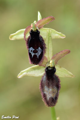 Ophrys bertoloni x Ophrys gravinensis