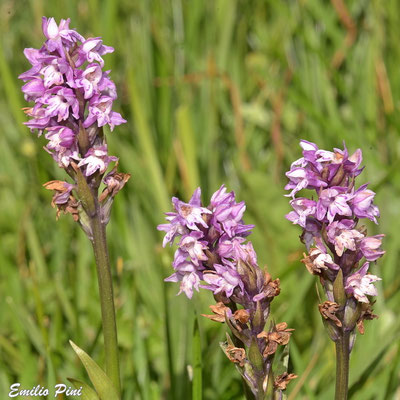 Dactylorhiza fuchsii x Pseudoorchis albida