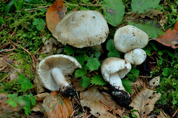 Inocybe corydalina Quél. 1875 (VELENOSO) Foto Emilio Pini 
