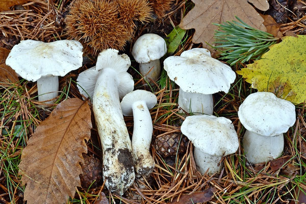 Tricholoma columbetta (Fr.) P. Kumm. 1871 (COMMESTIBILE) Foto Emilio Pini 