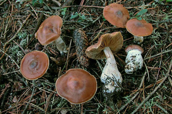 Cortinarius triformis Fr. (NON COMMESTIBILE) Foto Emilio Pini