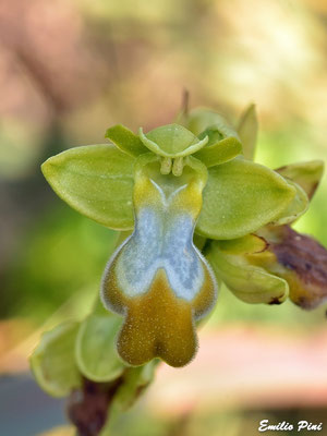 Ophrys iricolor ssp eleonorae apocromatica (Regione Sardegna)                                             