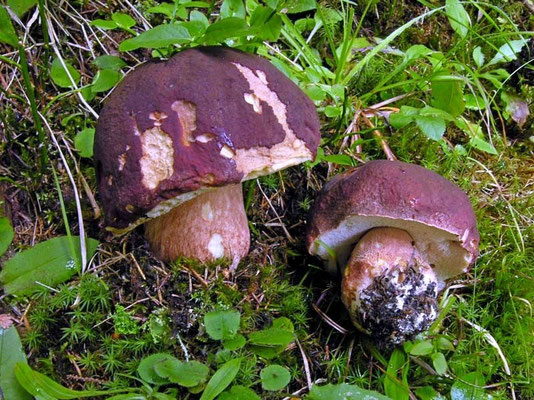 Boletus pinophilus Pilat & Dermek (COMMESTIBILE) Foto Emilio Pini