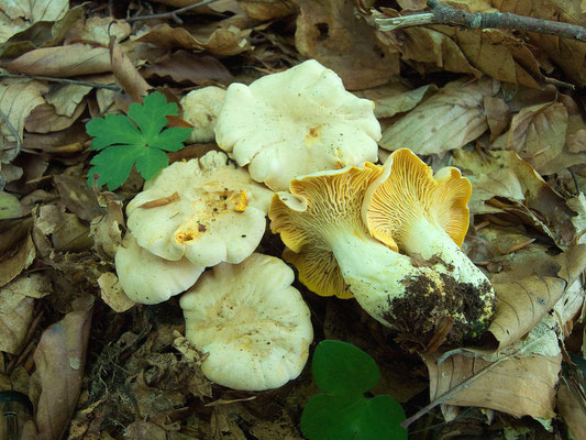 Cantharellus pallens Pilát (COMMESTIBILE) Foto Emilio Pini                                                                                                                                                                                   