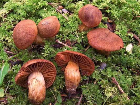 Cortinarius orellanus Fries (MORTALE) Foto Emilio Pini