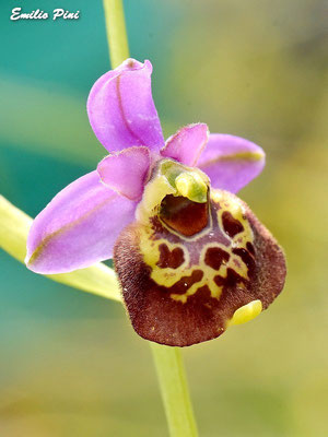 Ophrys holoserica ssp pinguis (Regione Abruzzo)