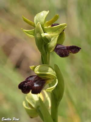 Ophrys fusca ssp lucana