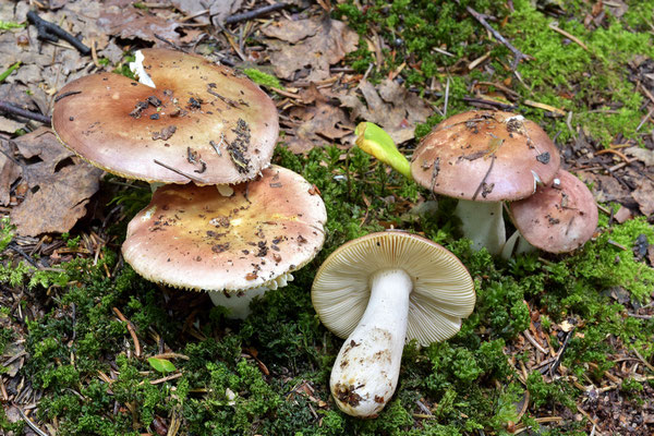Russula velenovskyi Melzer & Zvára 1927 (COMMESTIBILE) Foto Emilio Pini