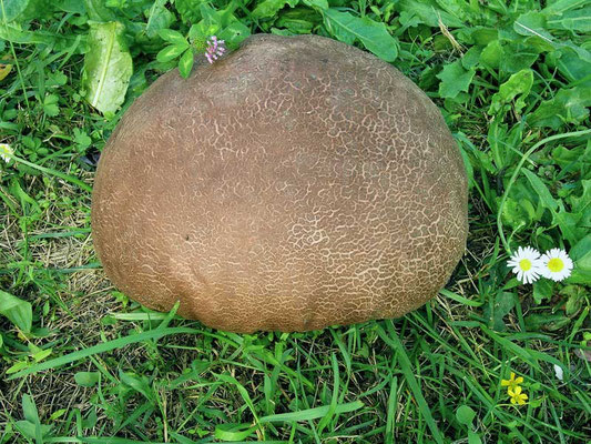 Calvatia fragilis Calvatia fragilis (Quél.) Morgan COMMESTIBILE                    Foto Emilio Pini