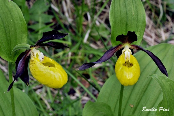 Cypripedium calceolus (Regione Lombardia)